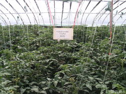 我公司正在进行肥料试验，欢迎大家一起看看